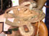 Helmet7SpokeInside.jpg (550942 bytes)