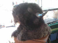 PICT7625_1600x1200.jpg (102702 bytes)